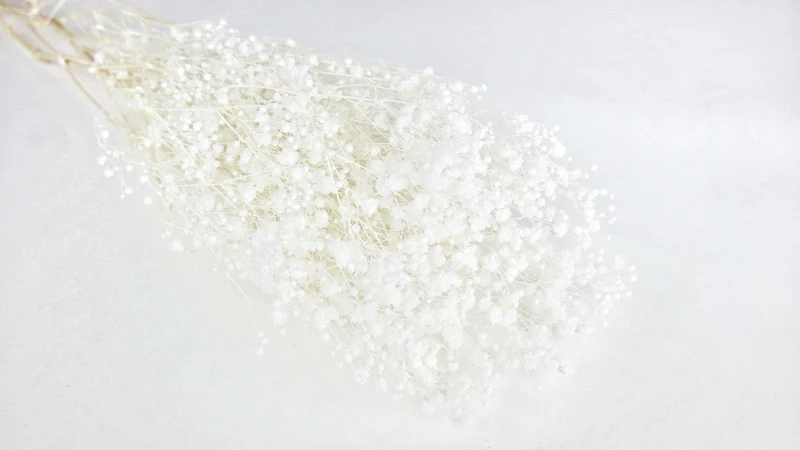 Konserviertes Schleierkraut Kiara - 1 Bund - Pure white