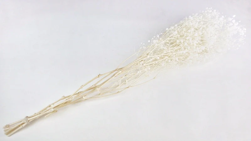 Konserviertes Schleierkraut Kiara - 1 Bund - Pure white