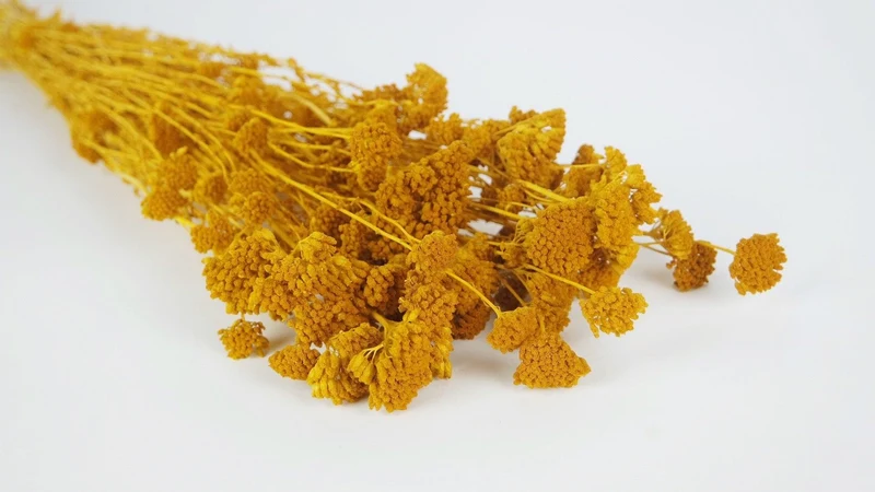 Achillea Silvestre getrocknet - 1 Bund - Safrangelb