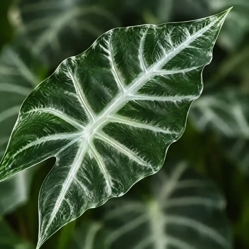 Kunstpflanze wie echt – künstliche Alocasia, 49 cm im Topf