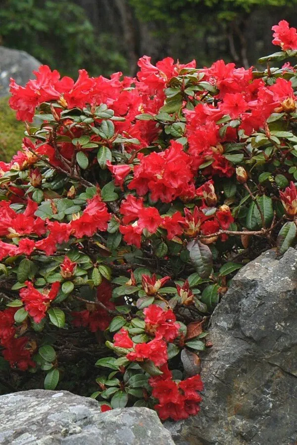 Rhododendron 'Scarlet Wonder' – Roter Zwergrhododendron – 15-20 cm