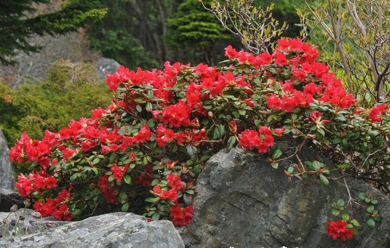 Rhododendron 'Scarlet Wonder' – Roter Zwergrhododendron – 15-20 cm