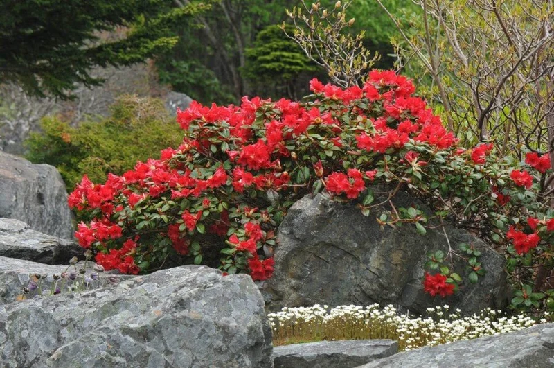 Rhododendron 'Scarlet Wonder' – Roter Zwergrhododendron – 15-20 cm