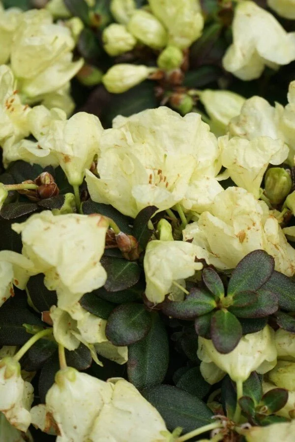 Rhododendron 'Wren' – Gelber Zwergrhododendron – 15-20 cm
