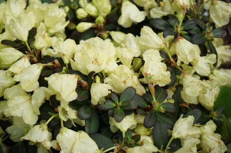 Rhododendron 'Wren' – Gelber Zwergrhododendron – 15-20 cm