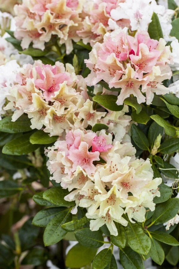 Rhododendron 'Percy Wiseman' – Rosa-cremeweiße Blüten – 30-45 cm