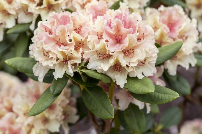 Rhododendron 'Percy Wiseman' – Rosa-cremeweiße Blüten – 30-45 cm