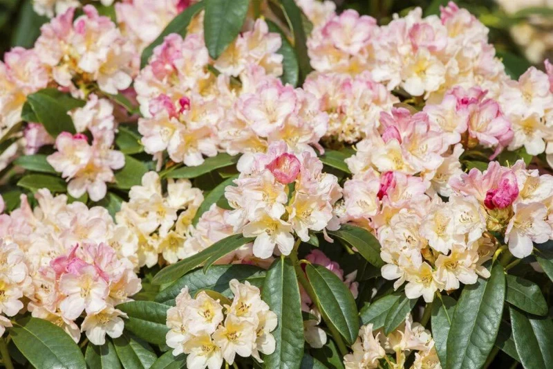 Rhododendron 'Percy Wiseman' – Rosa-cremeweiße Blüten – 30-45 cm