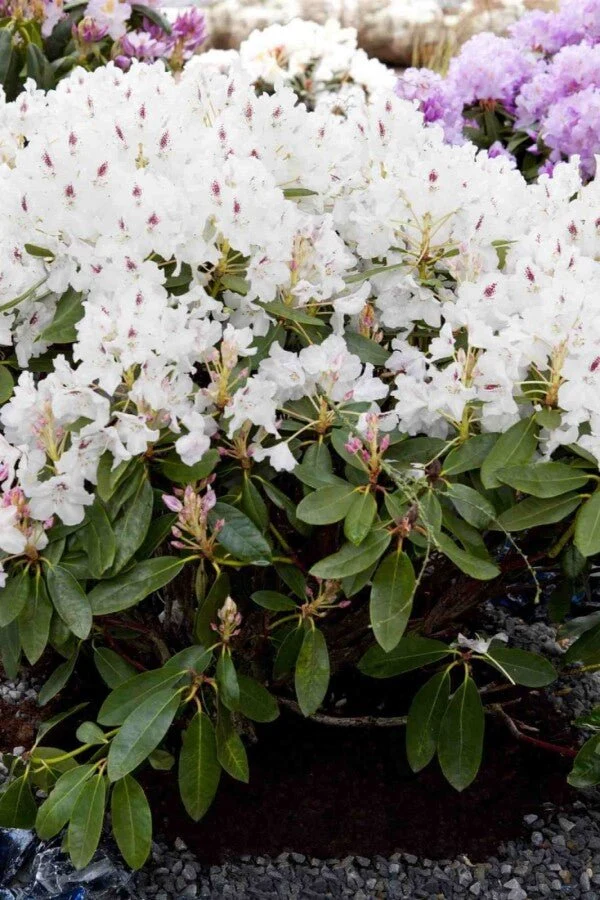 Rhododendron 'Madame Masson' – Weiße Blüten, sehr winterhart – 30-45 cm