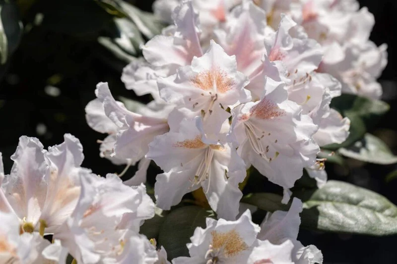 Rhododendron 'Madame Masson' – Weiße Blüten, sehr winterhart – 30-45 cm