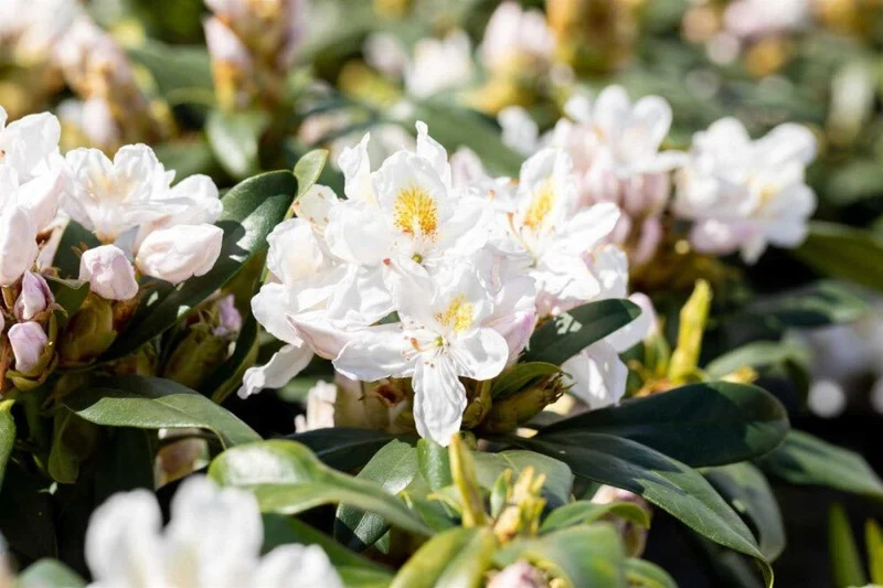Rhododendron 'Madame Masson' – Weiße Blüten, sehr winterhart – 30-45 cm