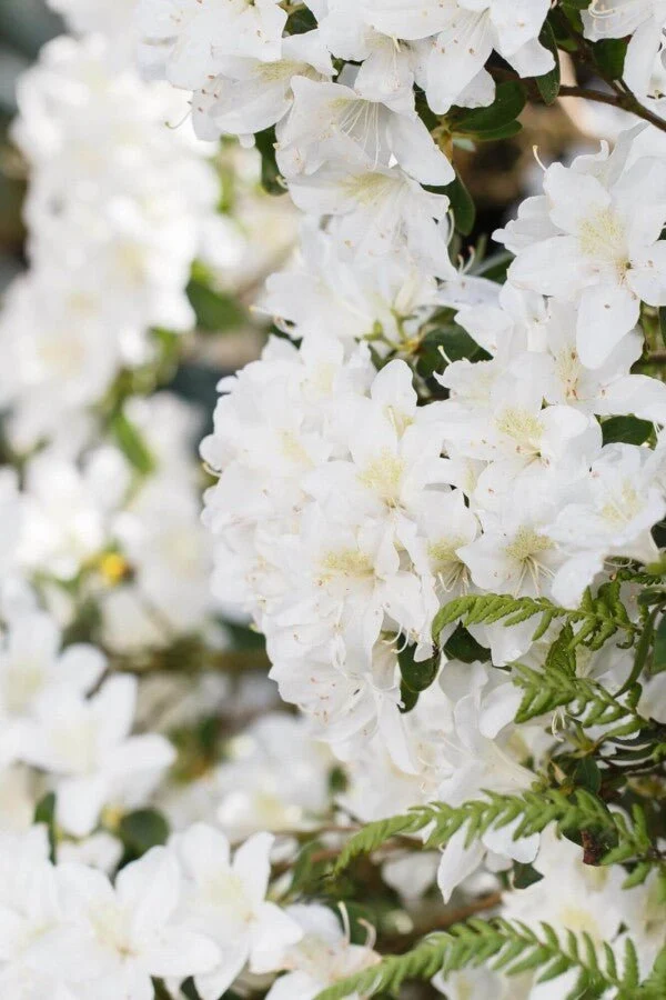 Rhododendron 'Dora Amateis' – Weiße Duftblüten – 25-30 cm