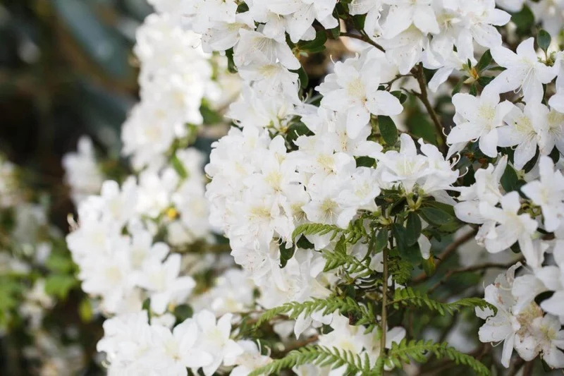 Rhododendron 'Dora Amateis' – Weiße Duftblüten – 25-30 cm