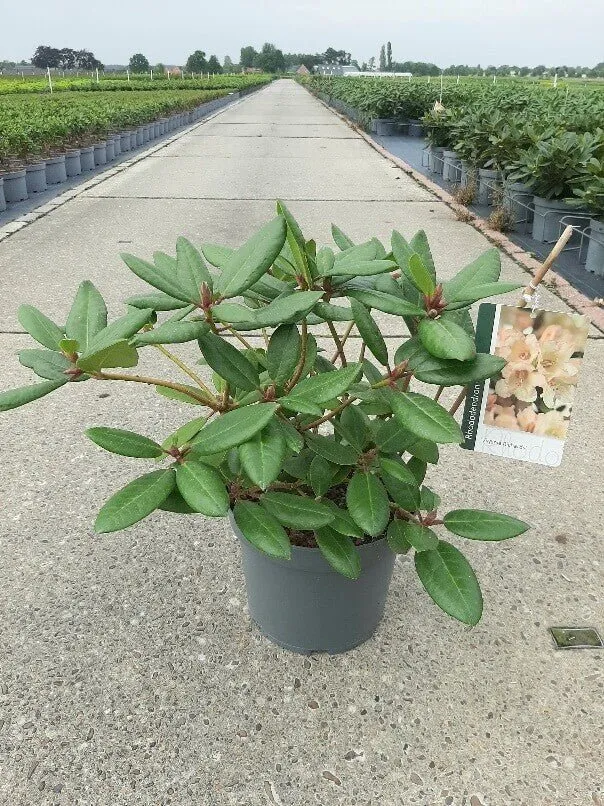 Rhododendron 'Virginia Richards' – Apricotrosa Blüten – 40-50 cm