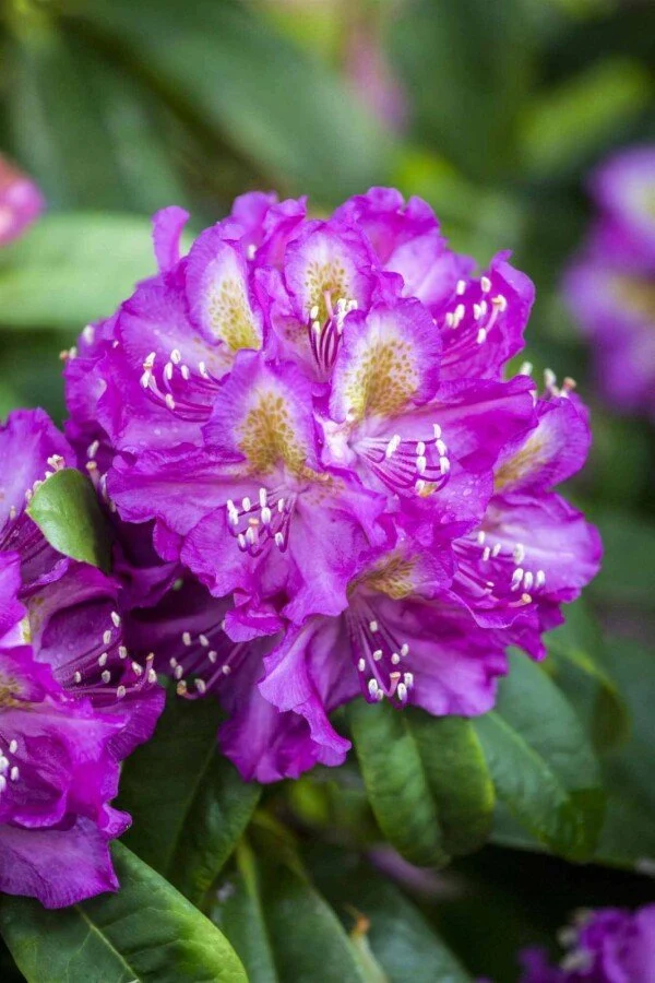 Rhododendron 'Marcel Menard' – Dunkelviolette Blüten – 30-40 cm