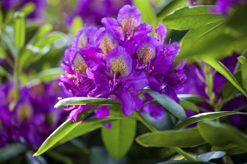 Rhododendron 'Marcel Menard' – Dunkelviolette Blüten – 30-40 cm