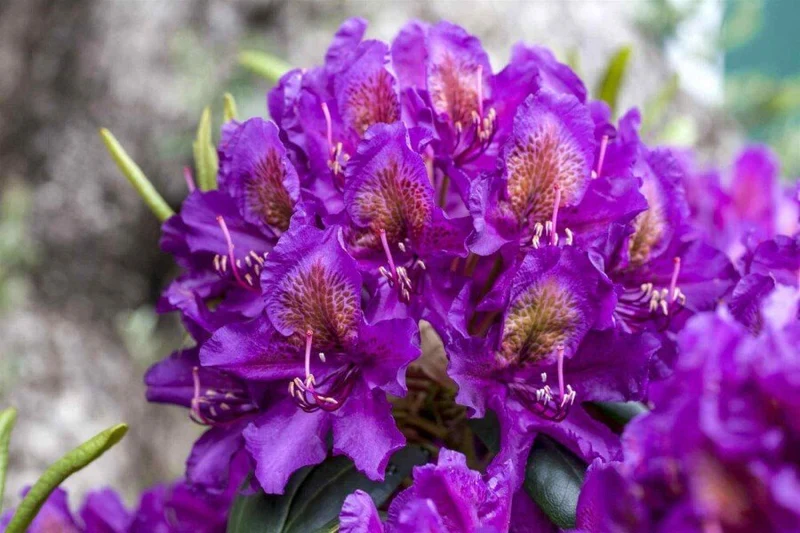 Rhododendron 'Marcel Menard' – Dunkelviolette Blüten – 30-40 cm