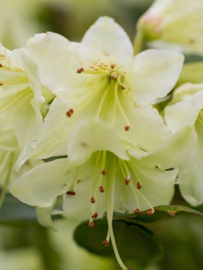 Zwergrhododendron 'Shamrock' – Gelbgrüne Blüten – 15-20 cm