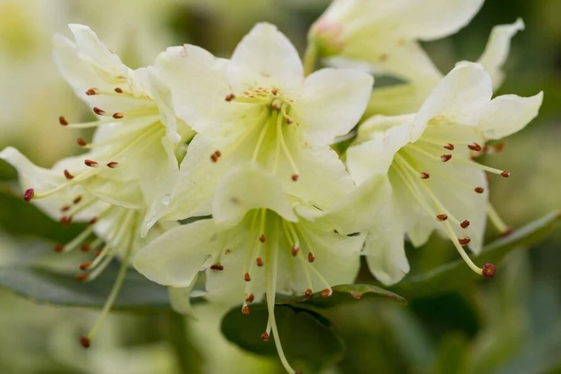 Zwergrhododendron 'Shamrock' – Gelbgrüne Blüten – 15-20 cm