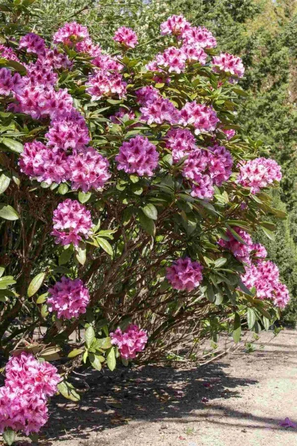 Rhododendron 'Cosmopolitan' – Rosa Blüten – 40-50 cm