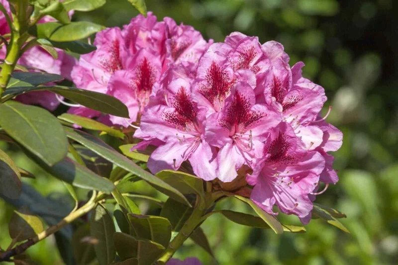Rhododendron 'Cosmopolitan' – Rosa Blüten – 40-50 cm