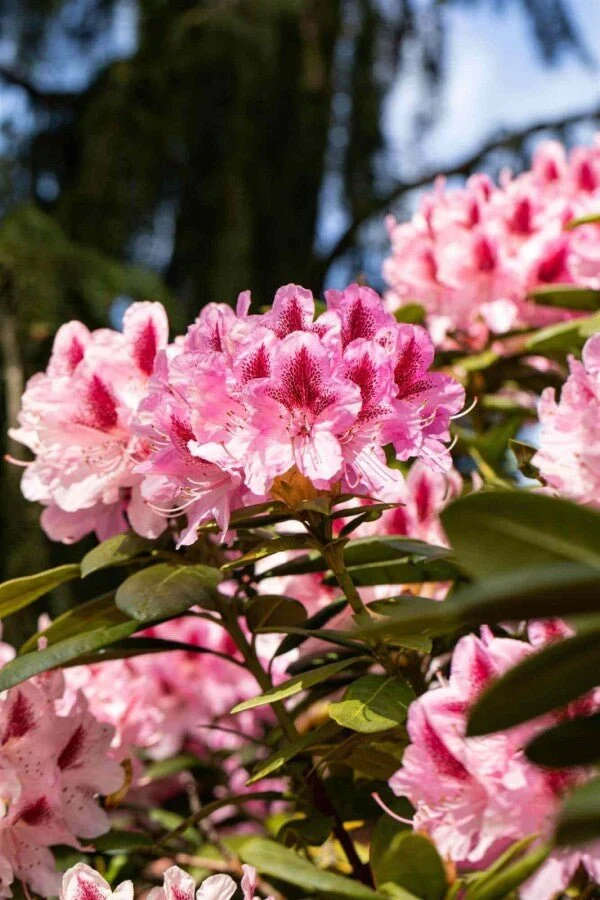 Rhododendron 'Cosmopolitan' – Rosa Blüten – 40-50 cm