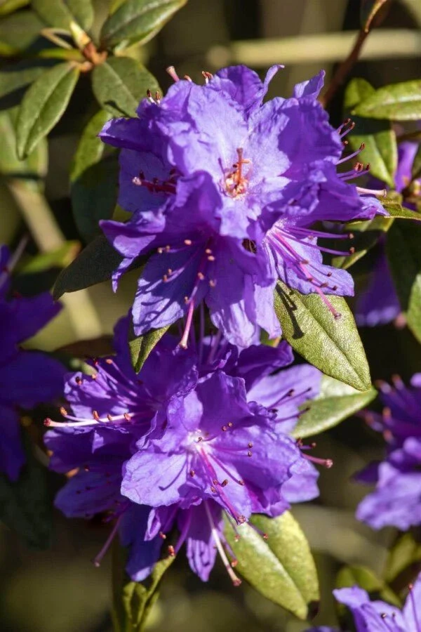 Zwergrhododendron impeditum – Lila Blüten – 20-30 cm