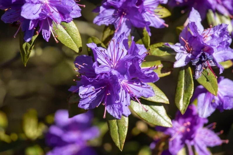 Zwergrhododendron impeditum – Lila Blüten – 20-30 cm