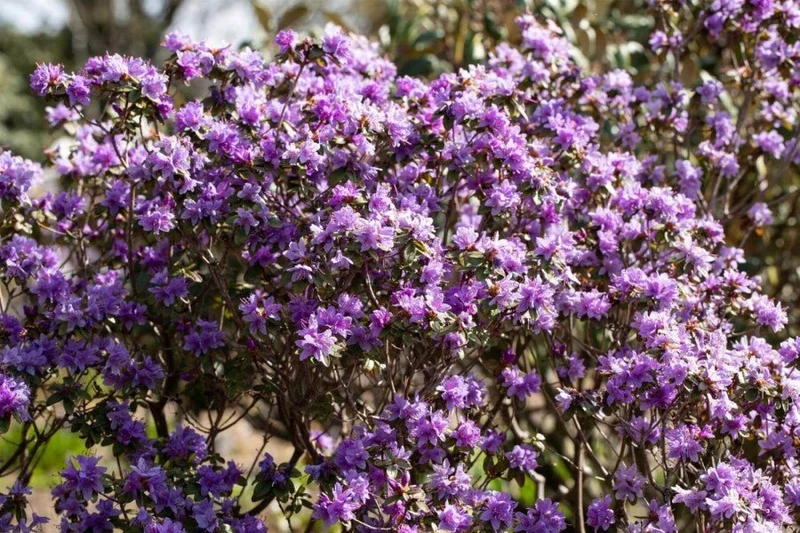 Zwergrhododendron impeditum – Lila Blüten – 20-30 cm