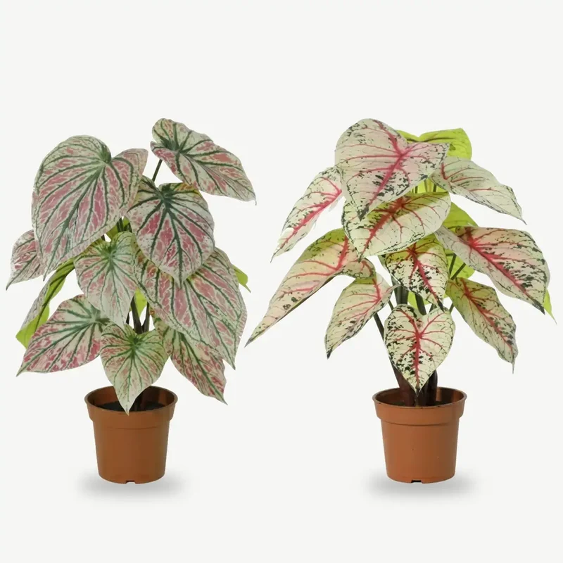 Kunstpflanze wie echt – künstliche Caladium, 57 cm im Topf