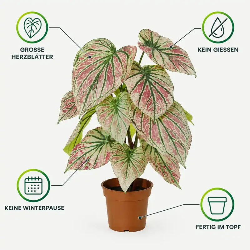 Kunstpflanze wie echt – künstliche Caladium, 57 cm im Topf