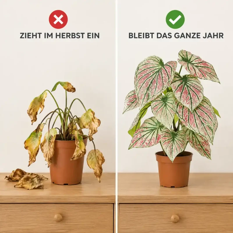 Kunstpflanze wie echt – künstliche Caladium, 57 cm im Topf