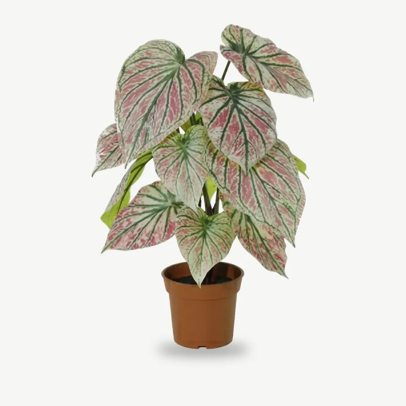 Kunstpflanze wie echt – künstliche Caladium, 57 cm im Topf