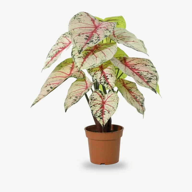 Kunstpflanze wie echt – künstliche Caladium, 57 cm im Topf