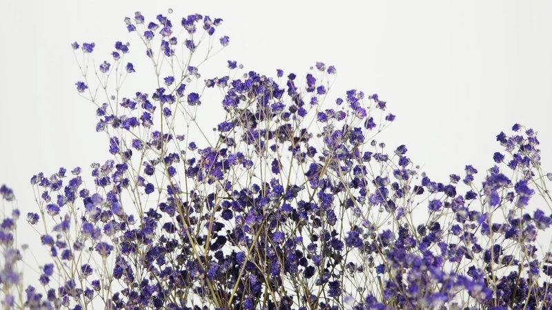 Konserviertes Schleierkraut - 1 Bund - Lavendel blau