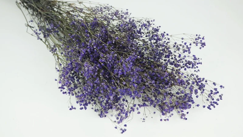 Konserviertes Schleierkraut - 1 Bund - Lavendel blau