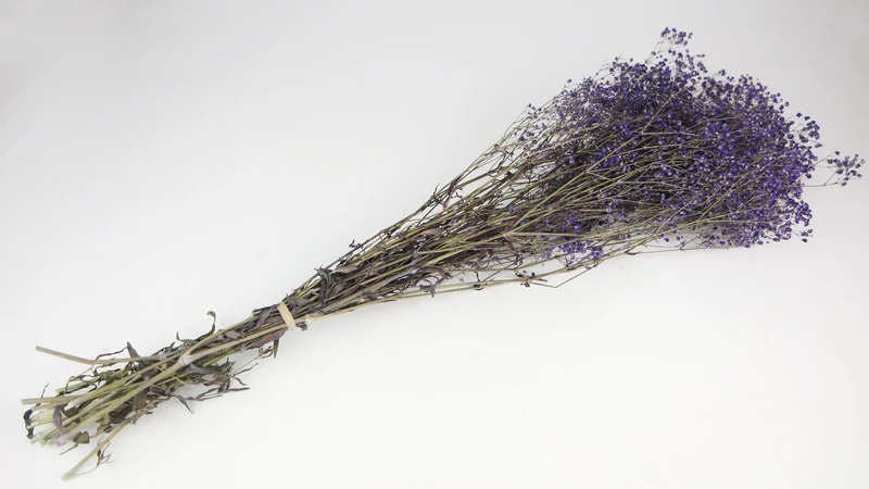Konserviertes Schleierkraut - 1 Bund - Lavendel blau