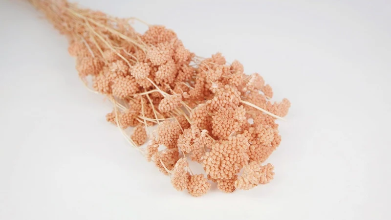Achillea Silvestre getrocknet - 1 Bund - Nude