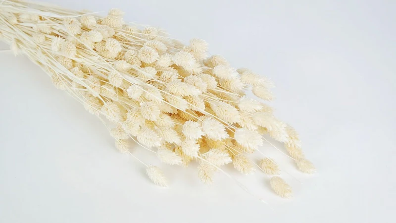 Phalaris getrocknet - 1 Bund - Vanille