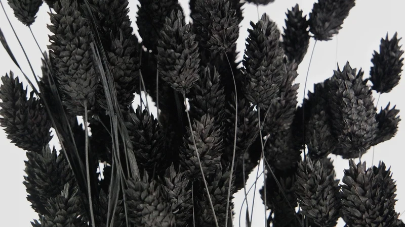 Phalaris getrocknet - 1 Bund - Schwarz