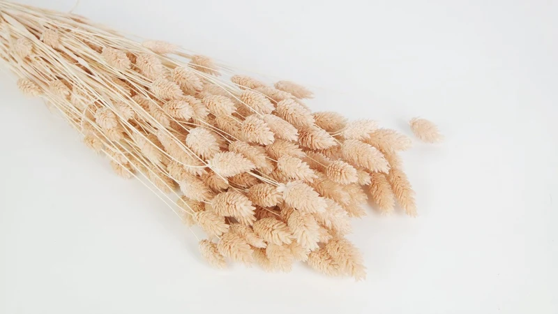 Phalaris getrocknet - 1 Bund - Nude