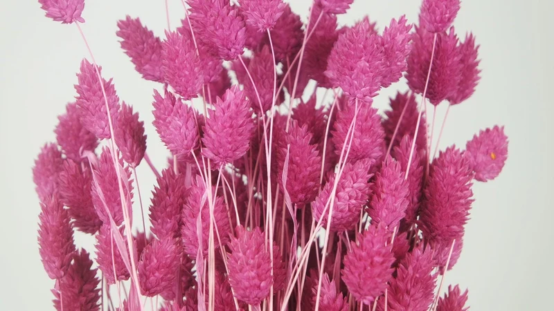 Phalaris getrocknet - 1 Bund - Himbeerrosa