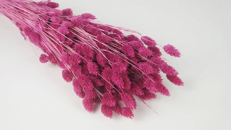 Phalaris getrocknet - 1 Bund - Himbeerrosa