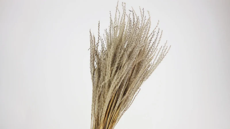 Feines Gras - 1 Strauß - Naturfarbe