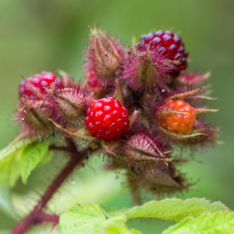 Rubus phoenicolasius – Japanische Weinbeere | 2 Pflanzen | Topf 15 cm
