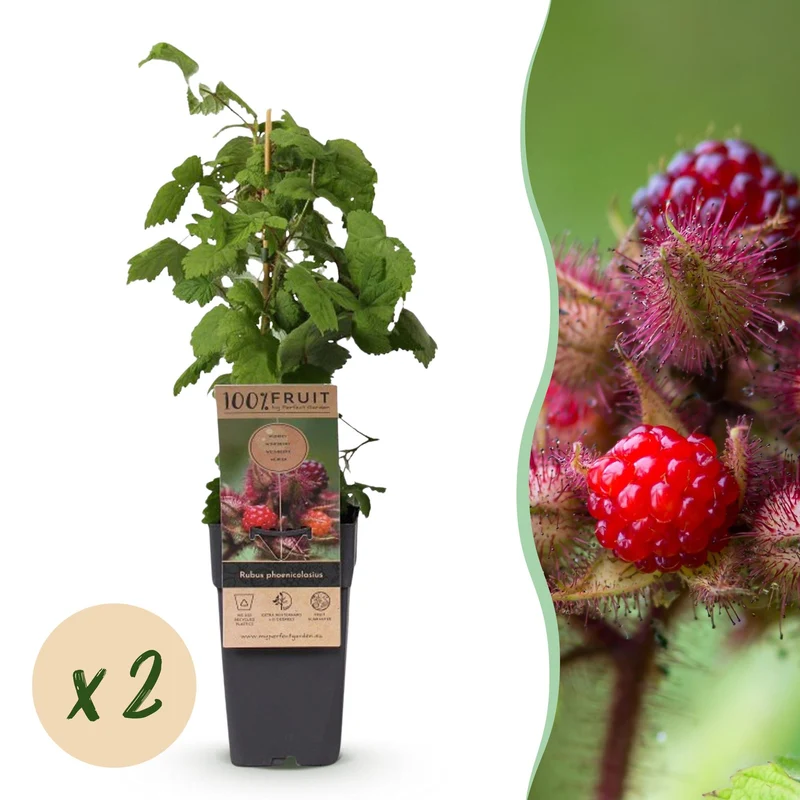 Rubus phoenicolasius – Japanische Weinbeere | 2 Pflanzen | Topf 15 cm