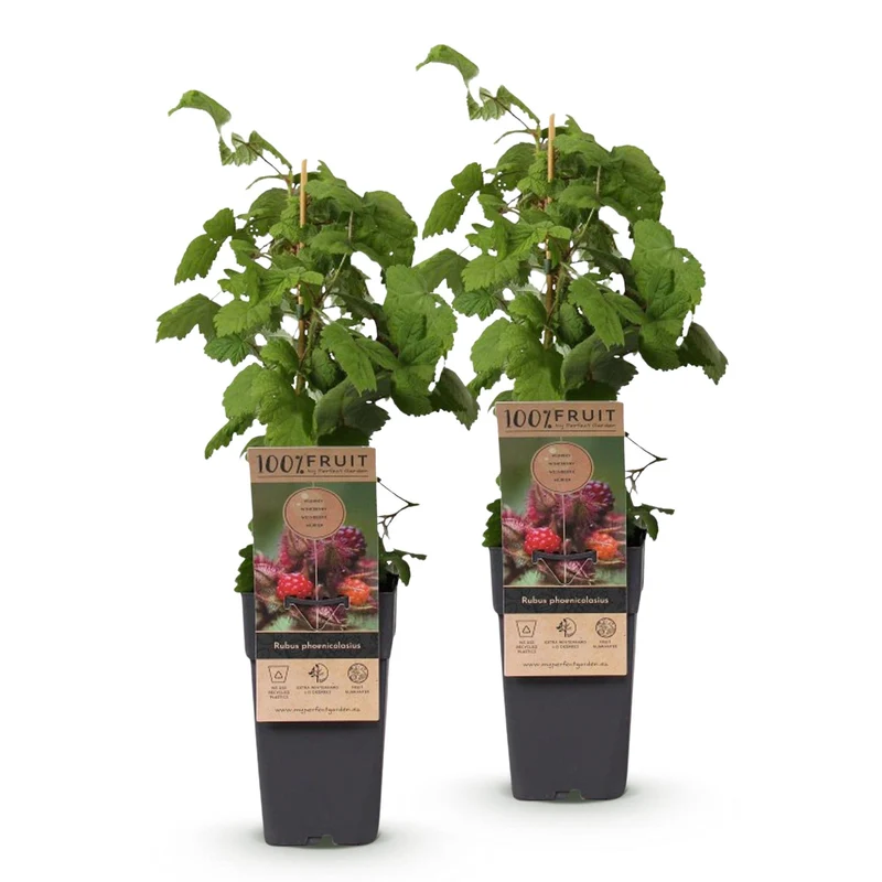 Rubus phoenicolasius – Japanische Weinbeere | 2 Pflanzen | Topf 15 cm
