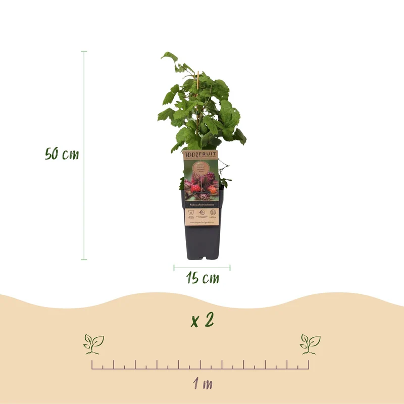 Rubus phoenicolasius – Japanische Weinbeere | 2 Pflanzen | Topf 15 cm