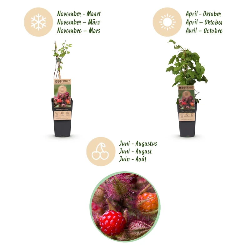 Rubus phoenicolasius – Japanische Weinbeere | 2 Pflanzen | Topf 15 cm