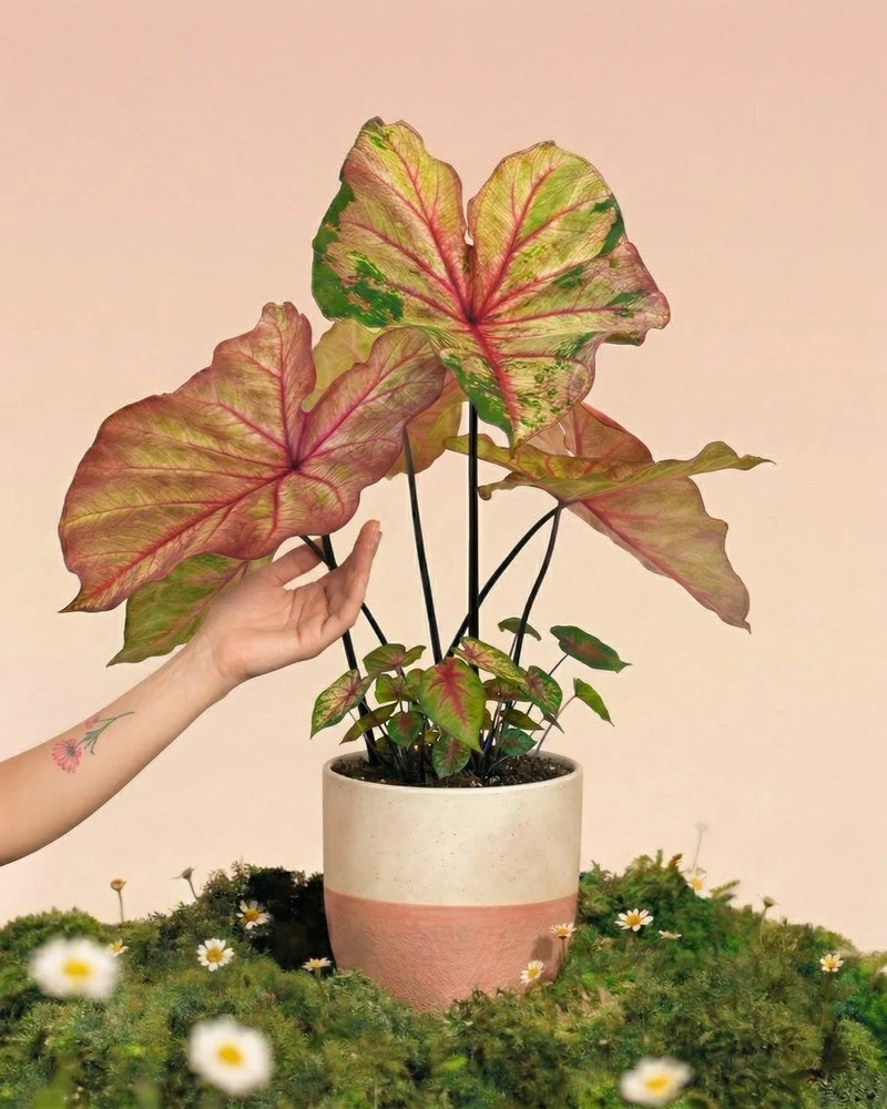 Caladium 'Autumn Beauty'